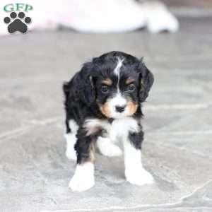 Brody, Cavapoo Puppy